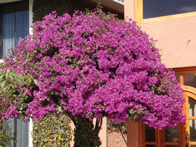 Hotel Arrecife De Coral San Cristobal de las Casas Exterior photo